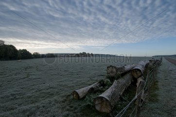 Logs at the edge of a meadow under the ice Burgundy France