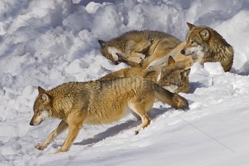 European Wolves in the snow BayerischerWald Germany