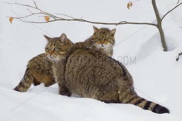 Couple of Wild Cat in the snow BayerischerWald Germany