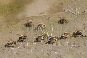 Bees drink near a puddle of Maures Maquis France