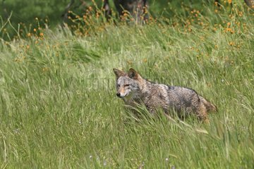 Coyote in the tall grass