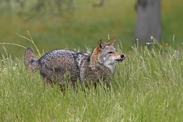 Coyote running in the tall grass
