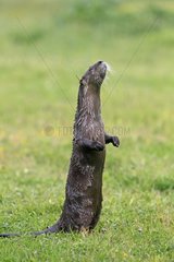 Eurasian Otter standing on its hind legs