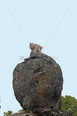 Eurasian Lynx on a rock