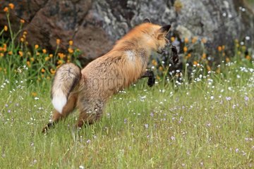 Red fox in a meadow voles