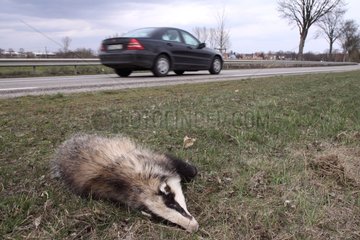 Eurasian Badger road traffic victim