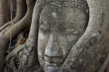 The head of Buddha Ayutthaya Thailand