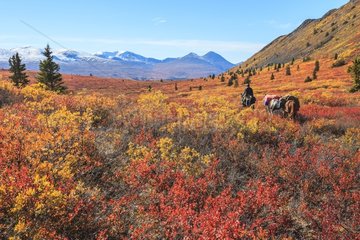Shipping horse in autumn - Yukon Canada