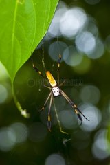 Golden Silk Orb-weaver Spider Tortuguero NP Costa Rica