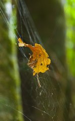 Leaf in a cobweb PN Tortuguero Costa Rica