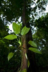 Glades in rainforest PN Tortuguero Costa Rica