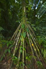 Glades in rainforest PN Tortuguero Costa Rica