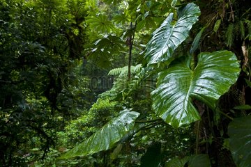 Rainforest Santa Elena Cloud Forest NR Costa Rica