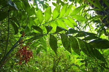Rainforest Santa Elena Cloud Forest NR Costa Rica