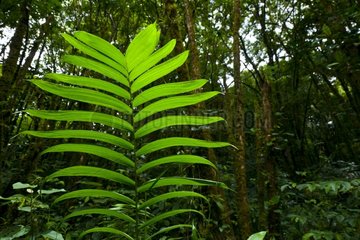 Fern undergrowth RN Santa Elena Cloud Forest Costa Rica