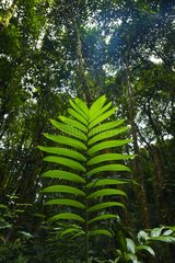 Fern undergrowth RN Santa Elena Cloud Forest Costa Rica