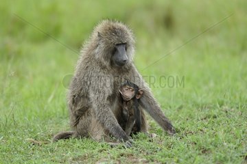 Female baboon and its young under its belly hung Kenya