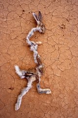 Dead european rabbit from the drought Canary Islands