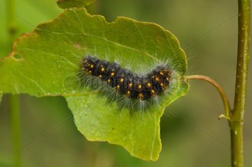 Scarce Dagger caterpillar on a leaf Alsterbro Sweden