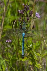 Emperor Dragonfly male on a rush Denmark