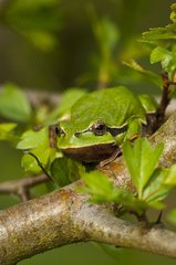 Common Tree Frog on a branch Praestoe Denmark