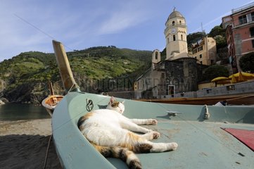 Cat sleeping in a boat Vernazza Cinque Terre NP Italy