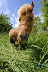 Portrait of a Shetland pony in the grass France