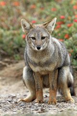 South American Grey Fox on Valdes peninsula in Argentina