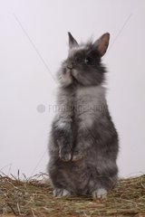 Domestic rabbit standing on its hind legs