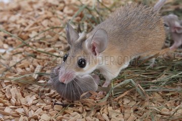 Mice carrying a thorny young in its mouth