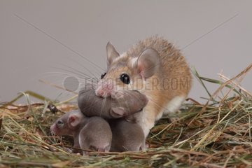 Estern Spiny mice and young