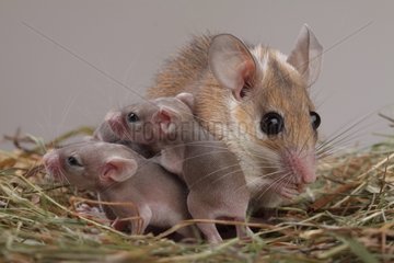 Estern Spiny mice and young