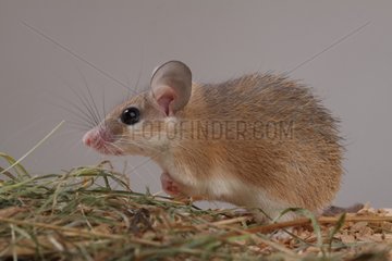 Estern Spiny mouse