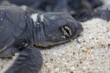 Emergence of Green Turtle Gardn Bay in the Galapagos