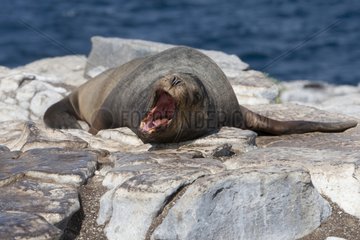 Galapagos Sea Lion on South Plaza Island Galapagos