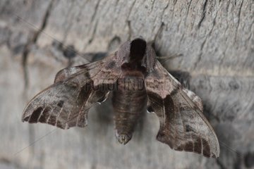 Eyed Hawkmoth on a tree bark in spring France