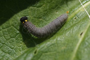 Skipper caterpillar spinning a cocoon on a leaf France