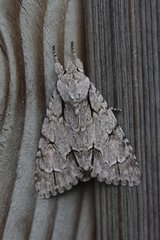 Mimetic moth on a board in Dinan France