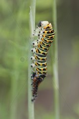 Swallowtail caterpillar after its last moult France