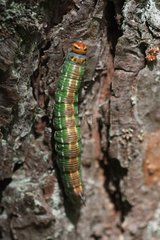 Sphinx caterpillar on a pine trunk France