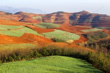 Terrace cultivation of red land - China Yunnan Dongchuan