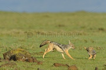 Jackal playing with its young in the Masai Mara NR in Kenya