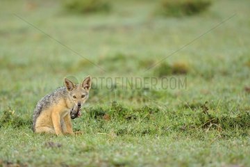 Jackal with a young head of a young gazelle in mouth Kenya