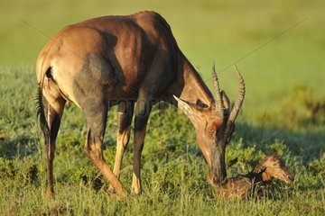 Birth of a Topi in the savannah of the Masai Mara NR Kenya