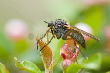 Dance Fly female resting on flower Denmark