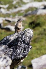 Alpine marmot on a rock Vanoise Alps France