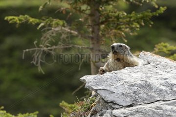 Alpine marmot on a rock Vanoise Alps France