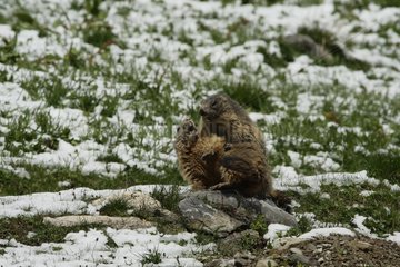 Alpine marmots playing in the snow of spring Vanoise