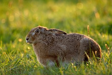 European hare in the grass at dusk Ardennes Belgium