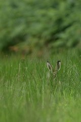 European hare in the grass Ardennes Belgium